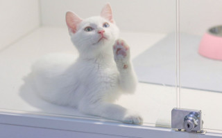 White cat shelf paw pink - glass free wallpaper