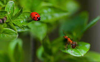 Ladybug bug leaf macro nature - christopher williams free wallpaper
