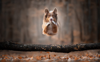 Dog jumping fallen tree stick - hyperrealistic free wallpaper
