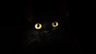 Black cat yellow eyes gothic 15 - a black cat free wallpaper for desktop