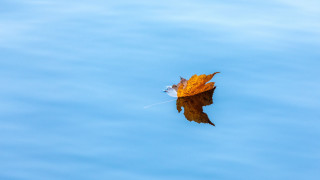Leaf floating water sky minimalism - tranquil free wallpaper