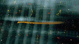 Yellow object window raindrops abstract - an abstract painting free wallpaper