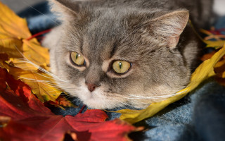 Cat lying on blanket autumn - felix octavius carr darley free wallpaper