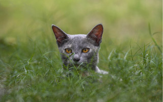 Curious cat in grass nature - the camera free wallpaper for desktop