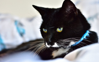 Black cat yellow eyes white 2 - white sheet and pillows free wallpaper for desktop