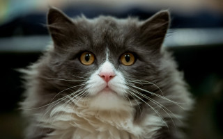 Cat whiteface browneyes camera blurrycar - brown eye free wallpaper