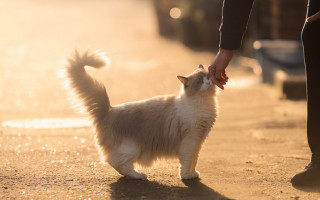 Person holding cat hand street - a person holding free wallpaper