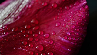 Red white flower water droplets 2 - petal and petals free wallpaper