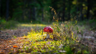 Red mushroom woods trail ecological - boetius adamsz bolswert free wallpaper for desktop