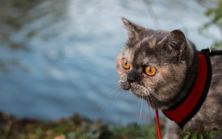 Cat red collar lake impressionism - a lake in the background free wallpaper