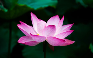 Pink lotus green leaves macro - simple free wallpaper for desktop
