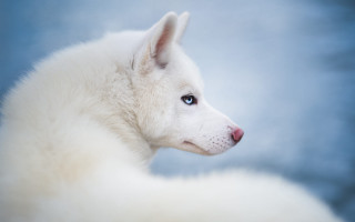 White dog blue eyes photorealistic - a white dog free wallpaper