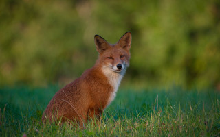 Fox smiling fox in grass - a fox free wallpaper