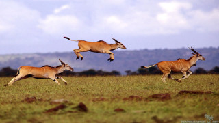 Antelope running field sky clouds - wildlife photography free wallpaper for desktop