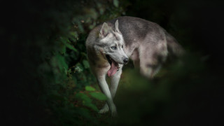 Gray wolf holography blue eyes - tongue free wallpaper for desktop