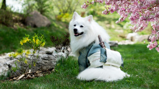 White dog grass jacket flower - a jacket free wallpaper