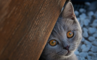 Cat peeking wooden table wide - a cat free wallpaper
