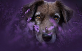 Dog purple background purple flower - elke vogelsang free wallpaper
