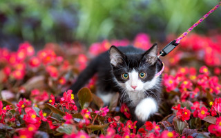 Black white cat flower field - a leash free wallpaper for desktop