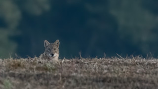 Lone wolf field blurry background - sharp focus free wallpaper for desktop