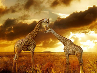 Giraffes sunset field clouds sky - two giraffe free wallpaper for desktop
