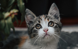 Cat plant background focus animal - a plant in the background free wallpaper