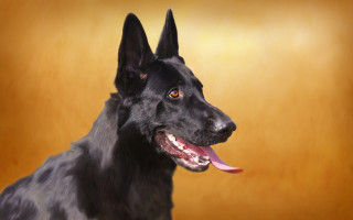 Black dog red tongue yellow - a black dog free wallpaper