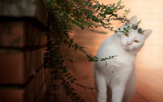 White cat plant wooden floor - a green plant in the foreground free wallpaper