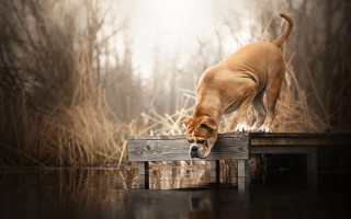 Dog dock water head down - a wooden dock free wallpaper