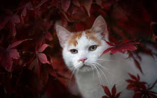 Cat peeking tree autumn leaves - a white face free wallpaper