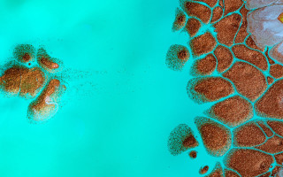 Water bear macro funk mandelbrot - a bear free wallpaper