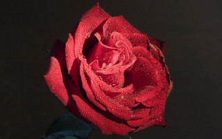 Red rose water droplets macro 36 - single free wallpaper