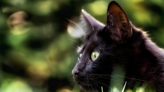 Black cat green eyes bokeh - a black cat free wallpaper for desktop