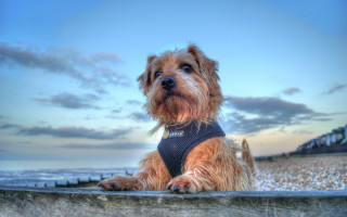 Dog harness fence ocean beach - felix octavius carr darley free wallpaper