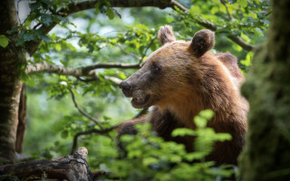 Brown bear woods branch outdoors - a brown bear free wallpaper