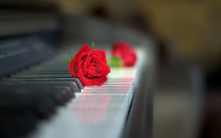 Red rose piano reflection blurry - a reflection of it free wallpaper