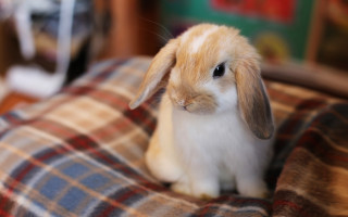 Small rabbit blanket table book - a small rabbit free wallpaper