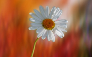 White flower yellow center blurry 2 - a yellow center in the center free wallpaper