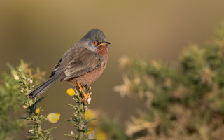 Small bird perched plant yellow - the background and a blurry background behind free wallpaper