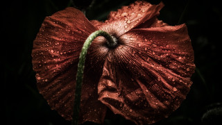 Red flower water droplets macro 7 - a red flower free wallpaper for desktop