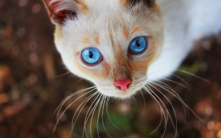Blue eyes cat macro bokeh - the camera free wallpaper for desktop