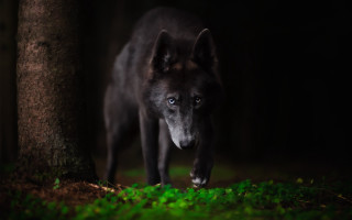 Black wolf woods night portrait - a black wolf free wallpaper