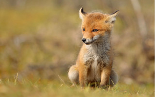 Sad fox grass field furry - a field of grass and grass free wallpaper