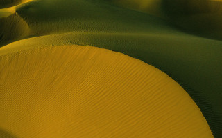 Desert sand dunes barren trees - carol bove free wallpaper