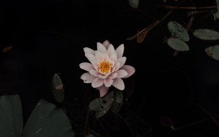 Pink flower floating pond leaves - a pond of water free wallpaper