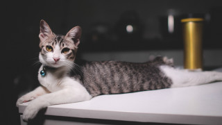 Cat blue tag yellow background - glamor pose free wallpaper for desktop