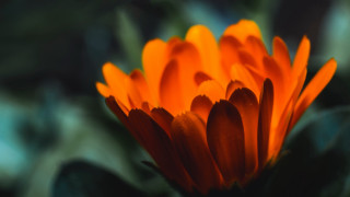 Orange flower macro blurry background 5 - orange flower free wallpaper