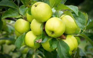 Green apples hanging leaves water - free nature wallpaper