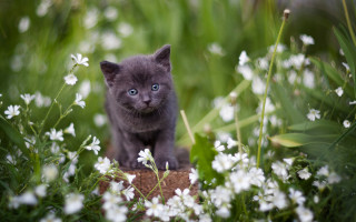 Gray kitten blue eyes flower - a field of flowers and grass free wallpaper