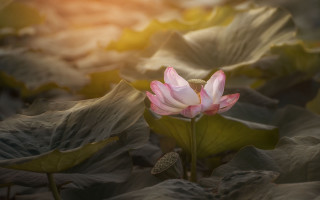 Pink lotus field sunset photorealistic - the leaf free wallpaper for desktop